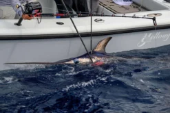 Daiwa Tanacom 1200 Power Assist Electric Reel -Outlet Salt Lure Pro Store daiwa tanacom 1200 power assist electric reel 74289.1666632311