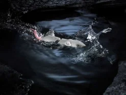 Spro BBZ-1 Rat Swimbaits -Outlet Salt Lure Pro Store spro bbz 1 rat swim baits 83480.1651081813